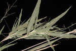 White-edged witchgrass